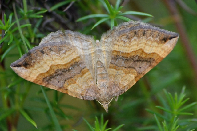 Scotopteryx chenopodiata - libatop-araszoló