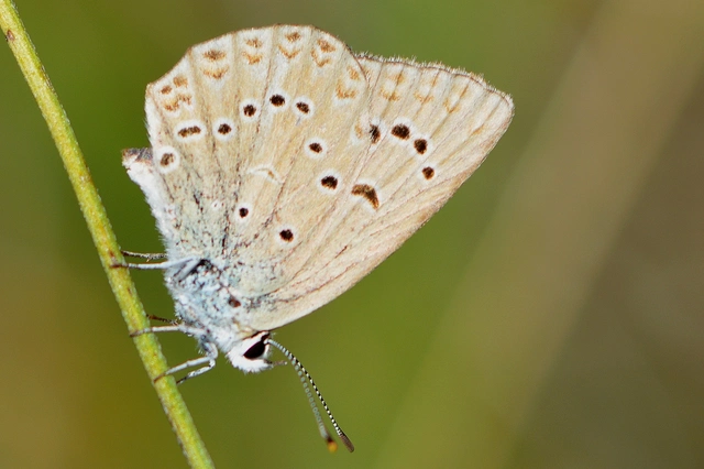 Polyommatus admetus - bundás boglárka