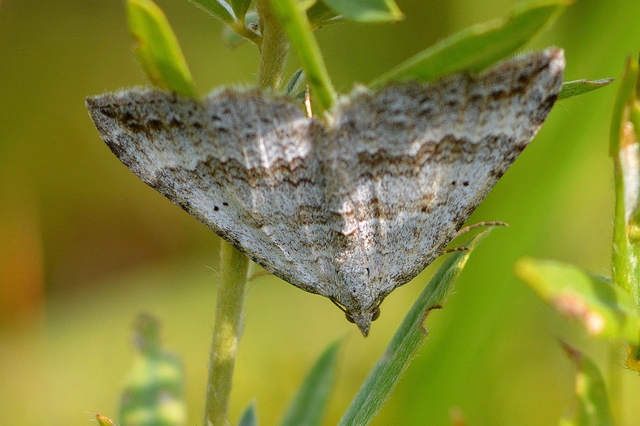 Scotopteryx bipunctaria - lóhere-araszoló
