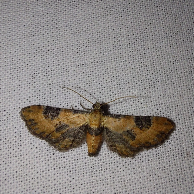 Eupithecia gueneata - téglavörös törpearaszoló Eupithecia gueneata - téglavörös törpearaszoló