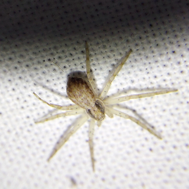Philodromus