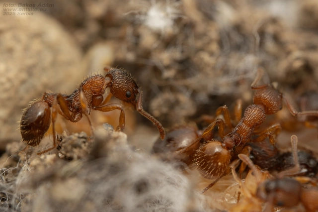 Myrmica sabuleti - gyakori bütyköshangya