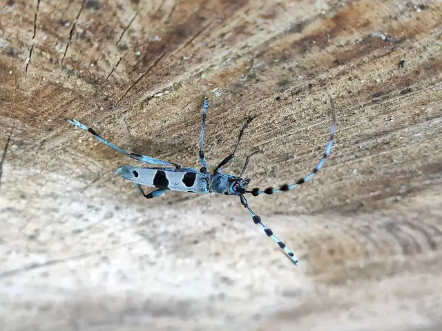 Rosalia alpina - havasi cincér