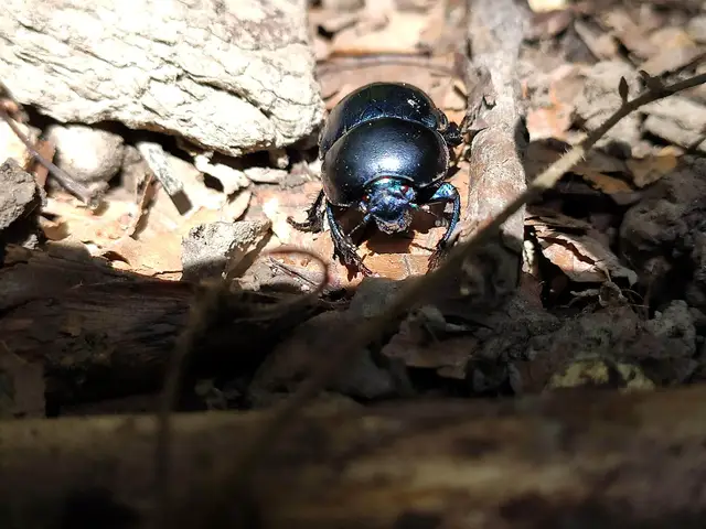 Trypocopris vernalis - tavaszi álganéjtúró