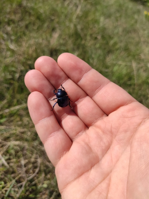 Trypocopris vernalis - tavaszi álganéjtúró