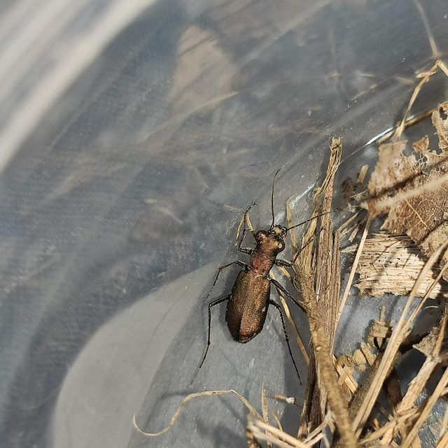 Cylindera germanica - parlagi homokfutrinka