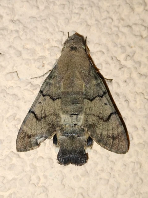 Macroglossum stellatarum - kacsafarkú szender