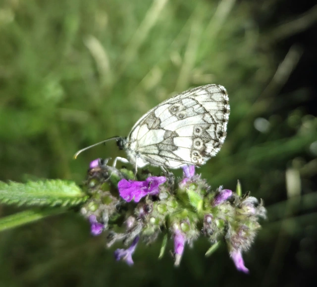 Melanargia galathea - sakktáblalepke