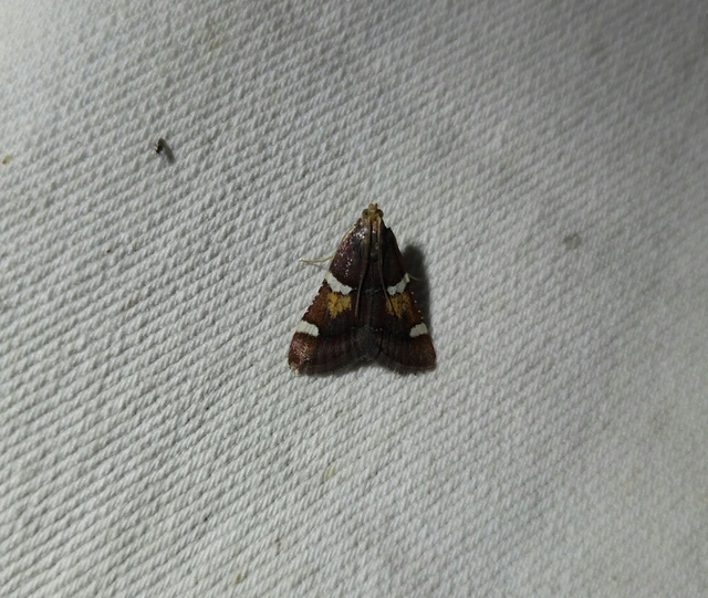 Pyralis regalis - pompás fényilonca