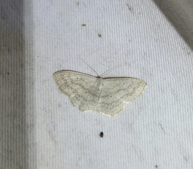 Scopula nigropunctata - feketepettyes araszoló
