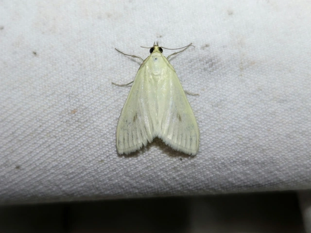 Sitochroa palealis - kénszárnyú dudvamoly
