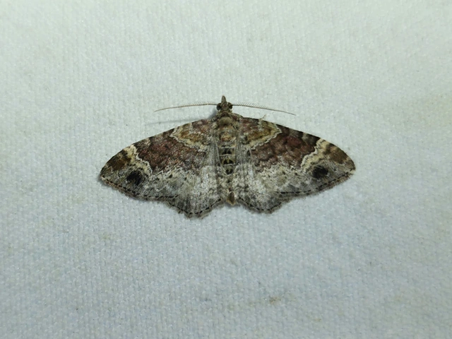 Xanthorhoe spadicearia - sávos tarkaaraszoló
