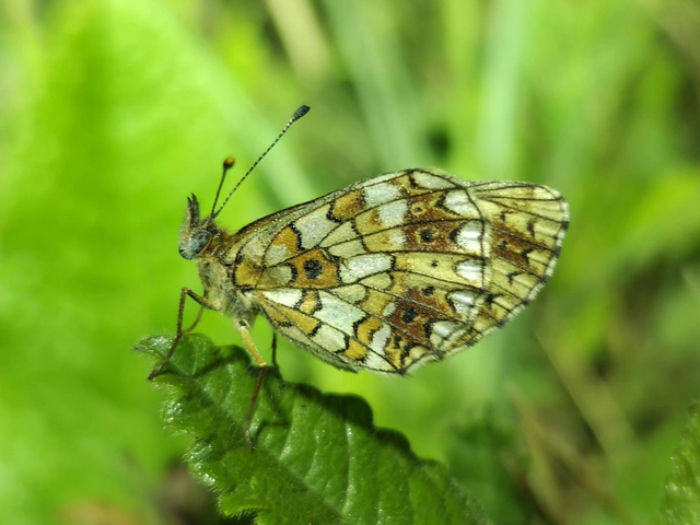Boloria selene - fakó gyöngyházlepke