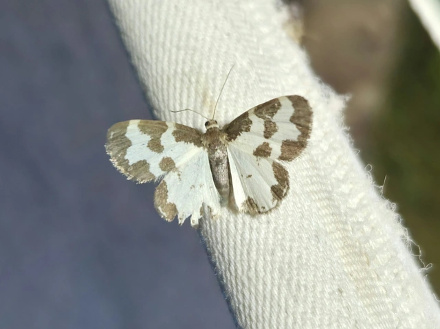 Lomaspilis marginata - szegélyes nyárfaaraszoló