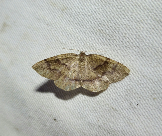 Plagodis pulveraria - szemcsés araszoló