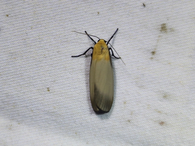 Lithosia quadra - négypettyes zuzmószövő