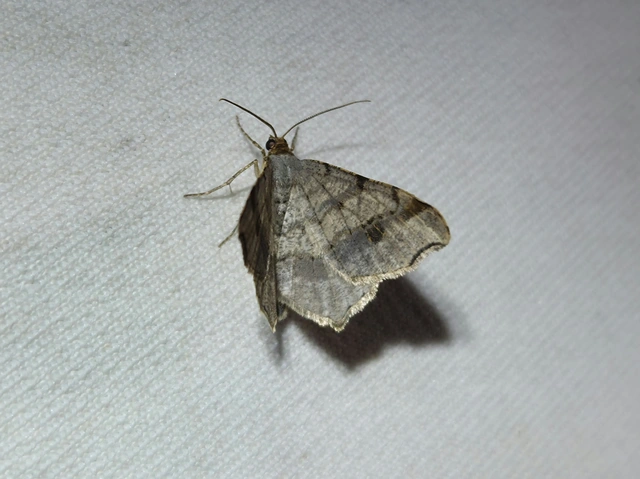 Macaria alternata - közönséges szürkearaszoló