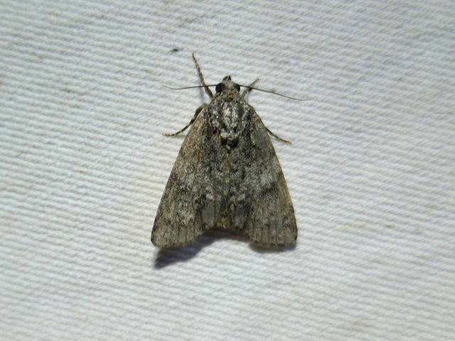 Acronicta rumicis - sóska-szigonyosbagoly