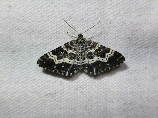 Epirrhoe tristata - gyászos tarkaaraszoló