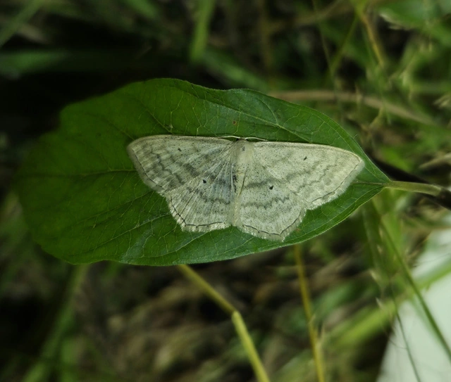 Scopula nigropunctata - feketepettyes araszoló