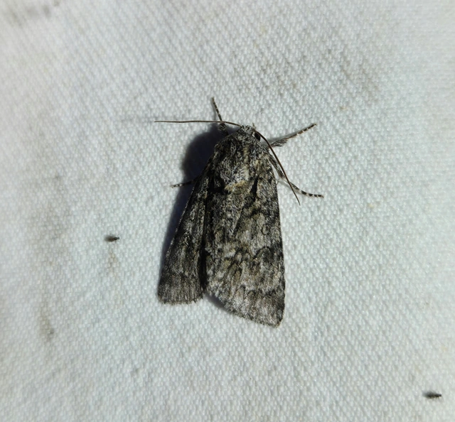 Acronicta auricoma - aranyos szigonyosbagoly