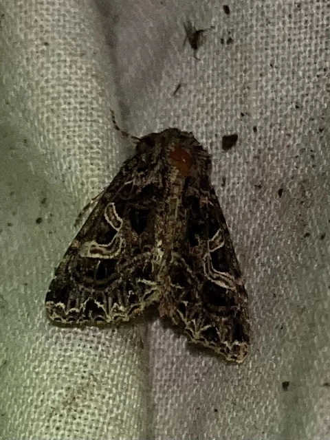Sideridis rivularis - vörhenyes szegfűbagoly