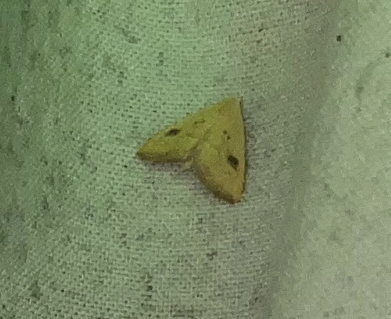Rivula sericealis - selymes lórombagoly