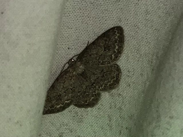 Ectropis crepuscularia - avararaszoló