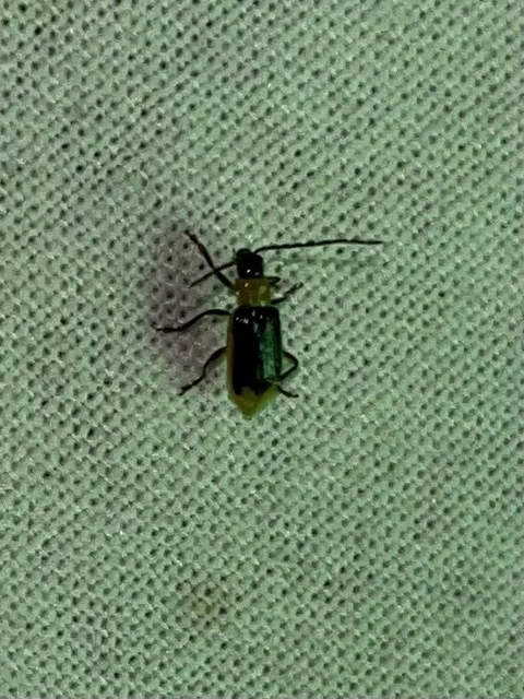 Diabrotica virgifera - amerikai kukoricabogár