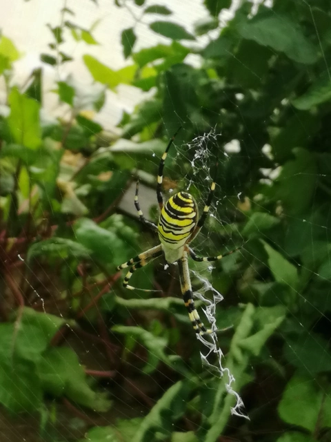 Argiope bruennichi - darázspók