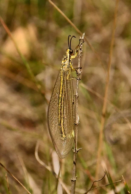 Myrmecaelurus trigrammus - hangyafarkas
