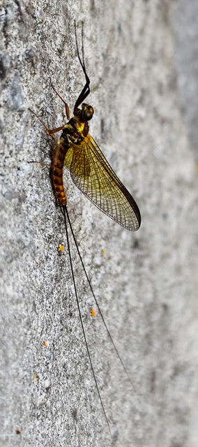 Siphlonurus