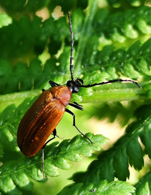 Pseudocistela ceramboides - narancssárga alkonybogár