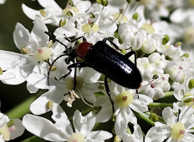 Dinoptera collaris - vörösnyakú virágcincér