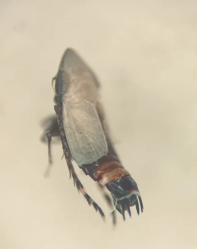 Cloothea zonata