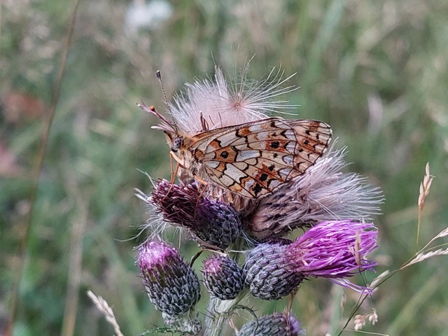 Boloria selene - fakó gyöngyházlepke