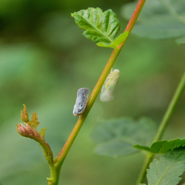 Metcalfa pruinosa - amerikai lepkekabóca
