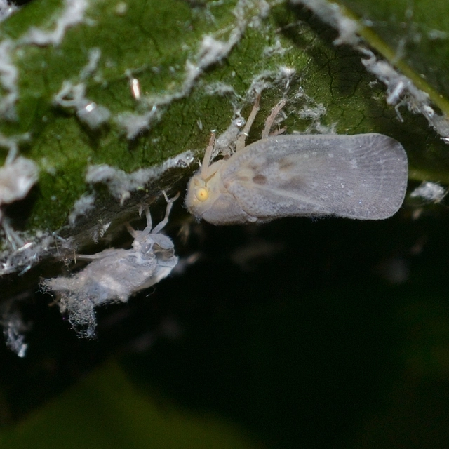 Metcalfa pruinosa - amerikai lepkekabóca