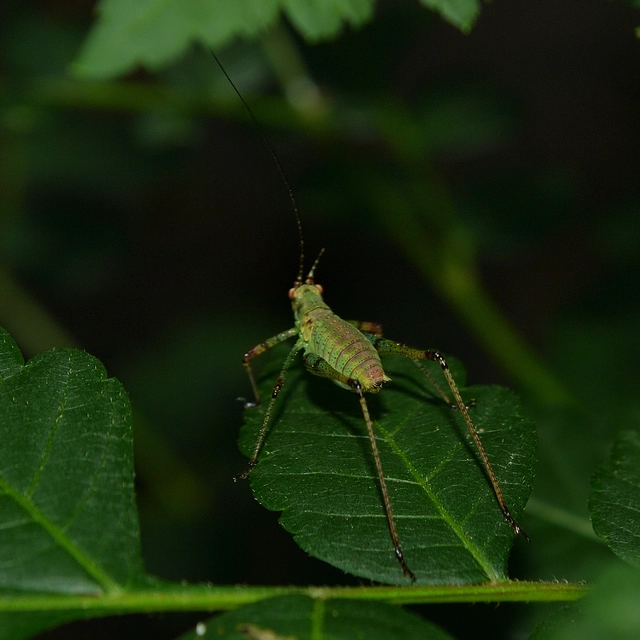 Phaneroptera