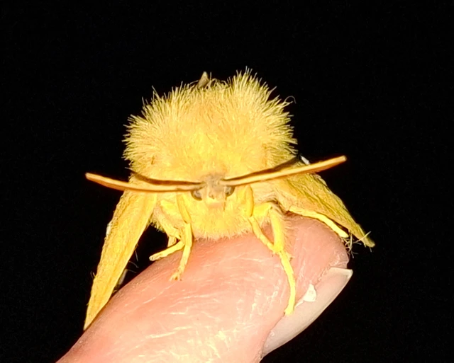 Lasiocampa quercus - tölgyfaszövő