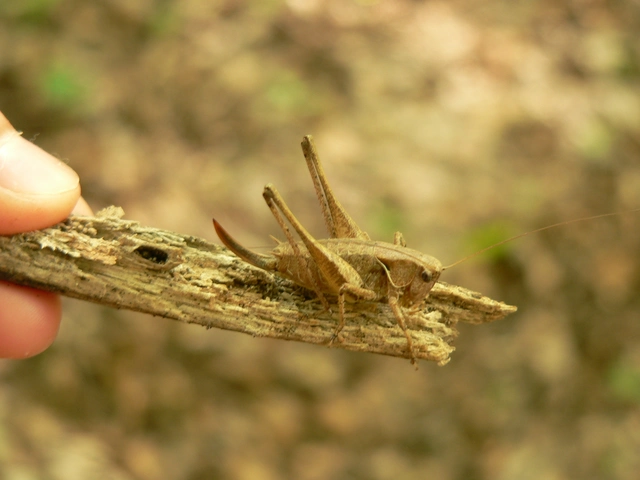 Pholidoptera griseoaptera - szürke avarszöcske