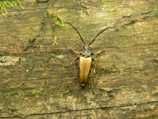 Stictoleptura rubra - vörös virágcincér