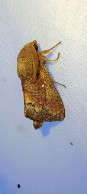 Dendrolimus pini - fenyőpohók