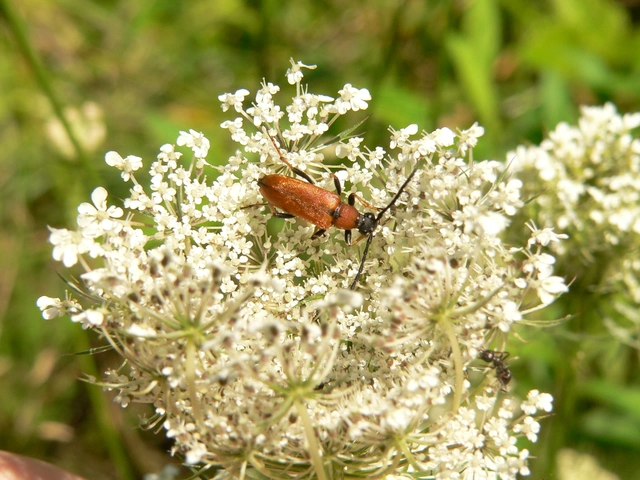 Stictoleptura rubra - vörös virágcincér