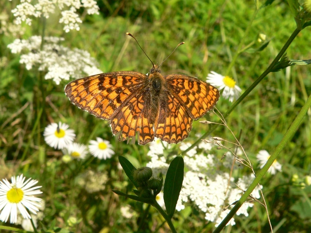 Melitaea phoebe - nagy tarkalepke