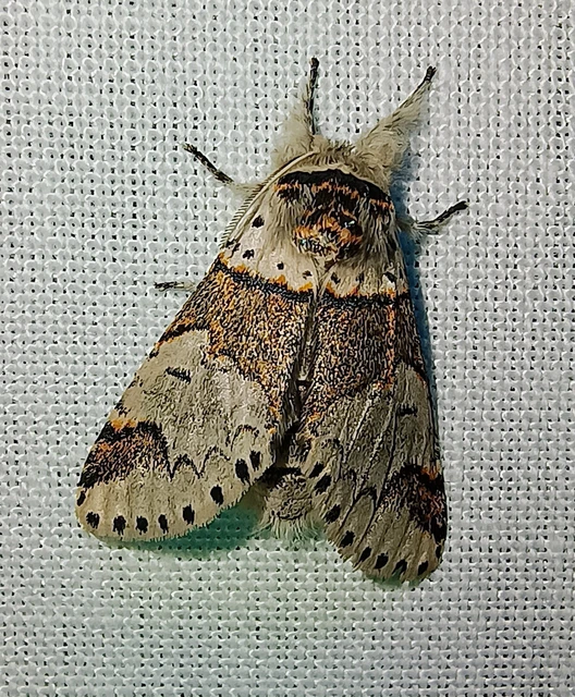 Furcula furcula - szürke púposszövő