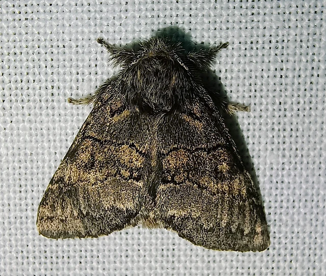 Gluphisia crenata - kormos púposszövő