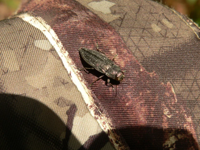 Buprestis haemorrhoidalis - foltosfejű díszbogár