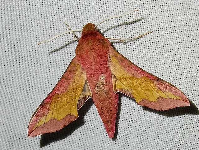 Deilephila porcellus - piros szender
