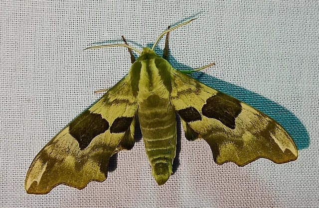Mimas tiliae - hársfaszender